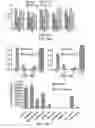Fig. 11 - Lactic acid bacterial strains
