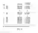 Fig. 15 - Lactic acid bacterial strains