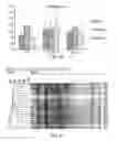 Fig. 21 - Lactic acid bacterial strains