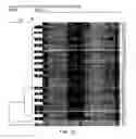 Fig. 22 - Lactic acid bacterial strains
