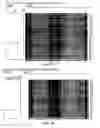 Fig. 23 - Lactic acid bacterial strains