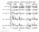 Fig. 08 - Mangiferin-containing compositions for improving sports performance