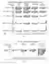 Fig. 09 - Mangiferin-containing compositions for improving sports performance