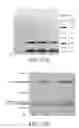 Fig. 29 - BOLAAMPHIPHILIC COMPOUNDS, COMPOSITIONS AND USES THEREOF