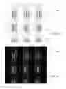 Fig. 22 - Method of manufacturing items with lens-based security features using multiple lenses dedicated to individual colors