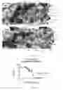 Fig. 07 - Therapeutic spalt-like transcription factor 4 (SALL4) peptide
