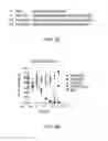 Fig. 08 - Therapeutic spalt-like transcription factor 4 (SALL4) peptide