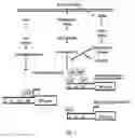 Fig. 02 - Tobacco plants with reduced nicotine production by suppressing transcriptional factor Myc