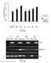 Fig. 07 - Tobacco plants with reduced nicotine production by suppressing transcriptional factor Myc