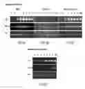 Fig. 09 - Tobacco plants with reduced nicotine production by suppressing transcriptional factor Myc
