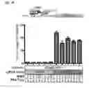 Fig. 03 - TARGETED ENHANCED DNA DEMETHYLATION