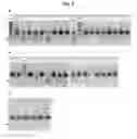 Fig. 07 - Chemically modified single-stranded RNA-editing oligonucleotides