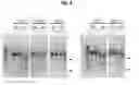 Fig. 09 - Chemically modified single-stranded RNA-editing oligonucleotides