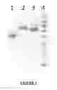 Fig. 02 - POLYSACCHARIDE-OXIDIZING COMPOSITION AND USES THEREOF