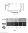 Fig. 09 - Devices, Compositions, and Methods for Measuring Molecules and Forces