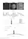 Fig. 12 - Devices, Compositions, and Methods for Measuring Molecules and Forces