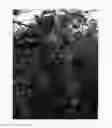 Fig. 02 - Raspberry plant named 'ABB 123'