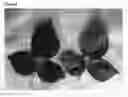 Fig. 03 - Raspberry plant - 'Dafne' cultivar
