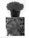 Fig. 01 - plant named ‘Eld Stjarna’