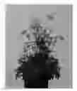 Fig. 01 - plant named ‘ANEM080’