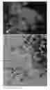 Fig. 03 - plant named ‘ANEM080’