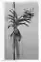 Fig. 01 - Vanda plant named 'SPCDW1711'