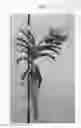 Fig. 02 - Vanda plant named 'SPCDW1711'