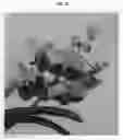 Fig. 04 - Vanda plant named 'SPCDW1711'