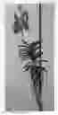 Fig. 01 - Vanda plant named 'SPCDEW1712'
