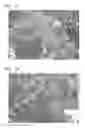 Fig. 02 - PLANT, METHOD FOR PRODUCING PLANT, TOLERANCE IMPARTING METHOD, TOMATO AND METHOD FOR PRODUCING TOMATO