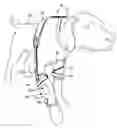 Fig. 01 - ANIMAL THERAPY DEVICE