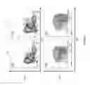Fig. 09 - Mouse having an engineered immunoglobulin lambda light chain