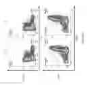Fig. 10 - Mouse having an engineered immunoglobulin lambda light chain