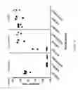 Fig. 22 - Mouse having an engineered immunoglobulin lambda light chain