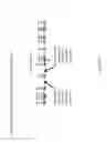 Fig. 24 - Mouse having an engineered immunoglobulin lambda light chain