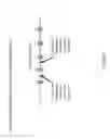 Fig. 25 - Mouse having an engineered immunoglobulin lambda light chain