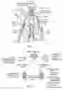 Fig. 08 - Systems and methods for assessing the efficacy of neuromodulation therapy