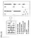 Fig. 23 - Quantitative differentiation of tumor heterogeneity using diffusion MR imaging data