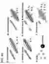 Fig. 41 - Quantitative differentiation of tumor heterogeneity using diffusion MR imaging data