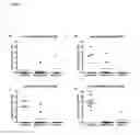 Fig. 02 - Methods of using low dose volume B-cell epitope compositions for inducing an antibody immune response in human subjects