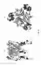 Fig. 06 - Agonist antibodies that bind human CD137 and uses thereof
