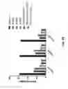 Fig. 33 - Agonist antibodies that bind human CD137 and uses thereof