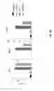 Fig. 35 - Agonist antibodies that bind human CD137 and uses thereof