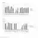 Fig. 04 - Antigen binding proteins that bind WISP1