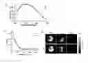 Fig. 01 - Curcumin derivative, method for producing same, and photo-acoustic imaging agent comprising same for detecting beta-amyloid plaque