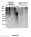 Fig. 28 - GENERATION OF PEPTIDES