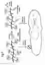 Fig. 02 - Caged cell penetrating peptide-polymer conjugates for diagnostic and therapeutic applications