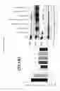 Fig. 35 - METHOD OF TREATING LOCALIZED FIBROTIC DISORDERS USING AN IL-33/TNF BISPECIFIC ANTIBODY