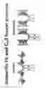 Fig. 71 - METHOD OF TREATING LOCALIZED FIBROTIC DISORDERS USING AN IL-33/TNF BISPECIFIC ANTIBODY