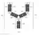 Fig. 07 - Compositions and methods related to engineered Fc constructs